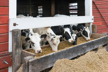 Obraz premium Group of cows eating at a trough. Rough board trough, red barn siding and lots of oats.