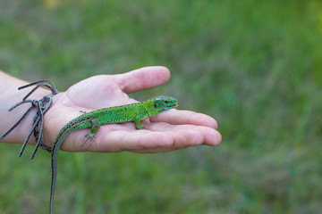 Green lizard on a tree close up