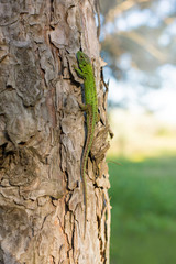 Green lizard on a tree close up
