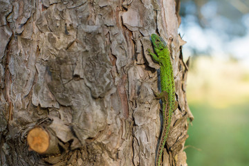 Green lizard on a tree close up