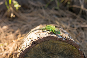 Green lizard on a tree close up