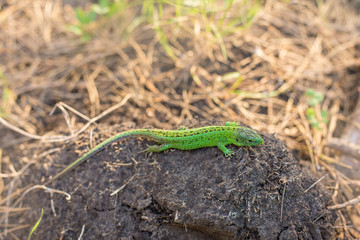Green lizard on a tree close up