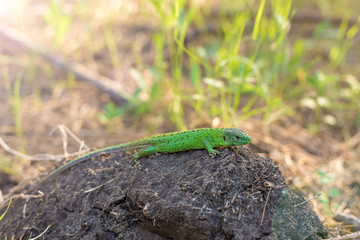 Green lizard on a tree close up