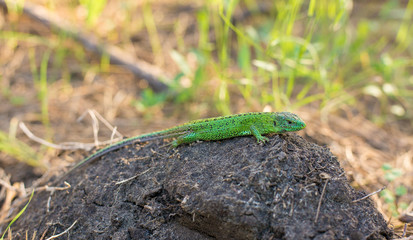 Green lizard on a tree close up