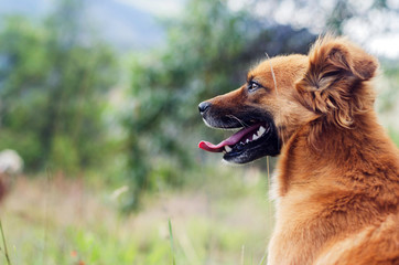 
Dog sitting on the meadow looking at the horizon, with sunlight, on the grass overlooking the mountains and trees