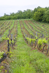 Fototapeta na wymiar Italian vineyard