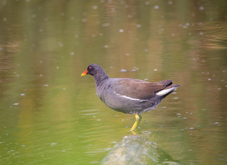 Common Moorhen ( Gallinula chloropus ) on the wood in the water.