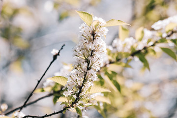 spring flowers