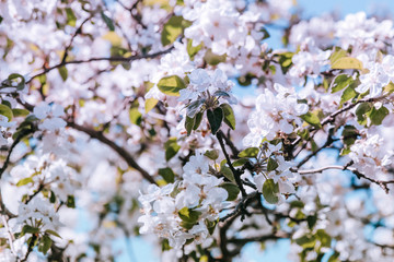 spring flowers