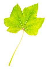 Isolated green leaf on a white background