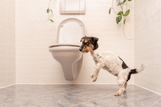 Dog is dancing on the toilet - Jack Russell Terrier