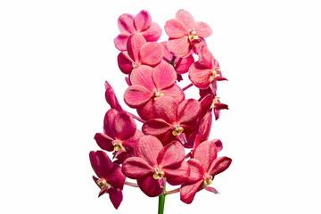Thai red orchid flower on white background