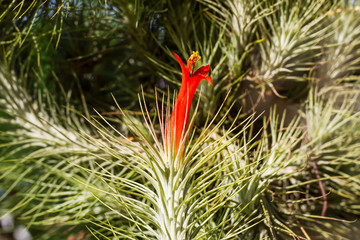 Naklejka na ściany i meble Air plant with red flower, Tillandsia funckiana, on tree in the garden