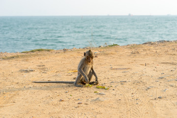 Fototapeta na wymiar single monkey on ground and seascape background
