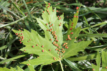 Gall caused by maple bladder-gall mite or Vasates quadripedes on Silver Maple (Acer saccharinum) leaf