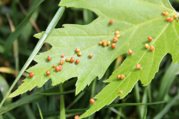 Gall caused by maple bladder-gall mite or Vasates quadripedes on Silver Maple (Acer saccharinum) leaf