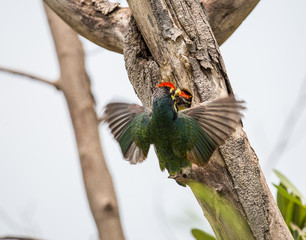 coppersmith barbet (Megalaima haemacephala) In the hollow on the tree.