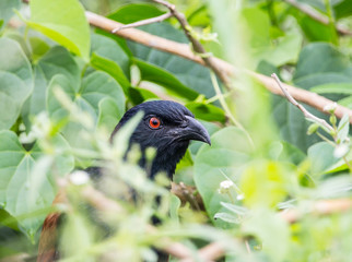 Coucals, Crow pheasants on tree.