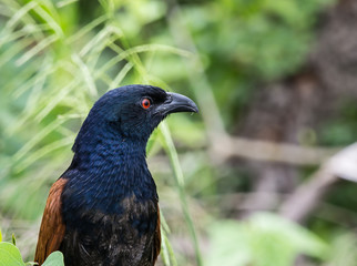 Fototapeta premium Coucals, Crow pheasants on tree.