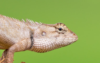 Red chameleon in Thailand.