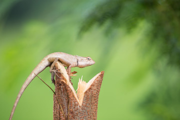 Red chameleon in Thailand.