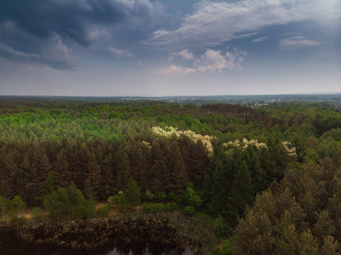 Cloudscape and forest, aerial drone image