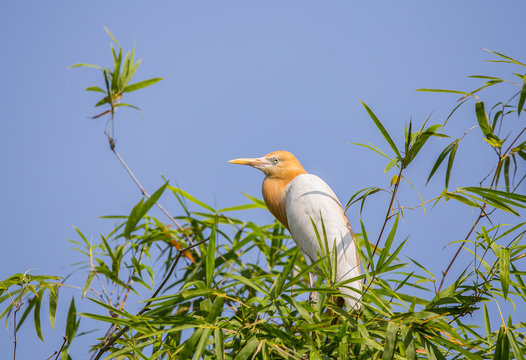 Eastern Cattle Egret ( Bubulcus coromandus ) on bamboo of Thailand.