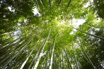 Naklejka premium las bambusowy