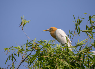Eastern Cattle Egret ( Bubulcus coromandus ) on bamboo of Thailand.