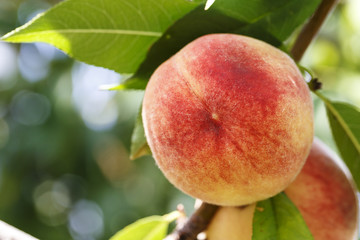 ripe peach on a branch
