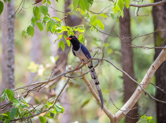 Red-billed blue magpie (Urocissa erythrorhyncha)  at Phukhieo wildlife sanctury national park, wildlife and plant conservation department of Thailand.