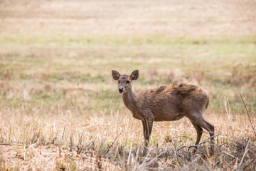 Hog deer ( Hyelaphus porcinus ) at Phukhieo wildlife sanctury national park, wildlife and plant conservation department of Thailand.