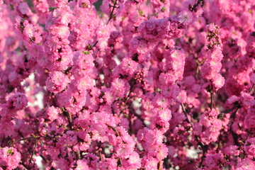 Many branches of cherry blossoms