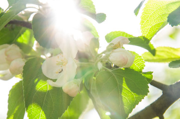 spring flowers in sunlight, sun shining background