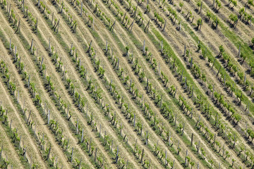 Fototapeta na wymiar High angle view of vineyard