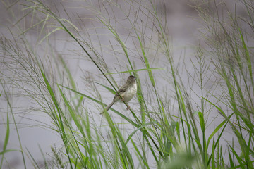 Plain Prinia ( Prinia inornata ) on green grass in nature.