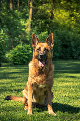German shepherd dog laying down on grass