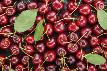 harvest ripe sweet cherry