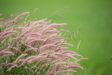 Squirrel tail grass ( URRIA CRINITA (L.) DESV.EXDC ) with green background.