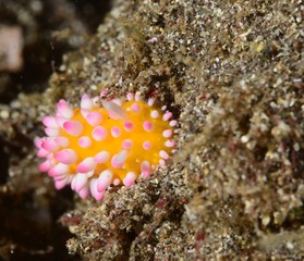 nudibranch