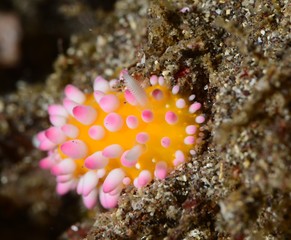 nudibranch