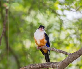 Black-capped Kingfisher (Halcyon pileata) on a branch in park.