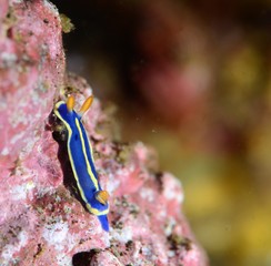 nudibranch