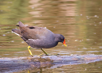 Common Moorhen ( Gallinula chloropus ) on the wood in the water.