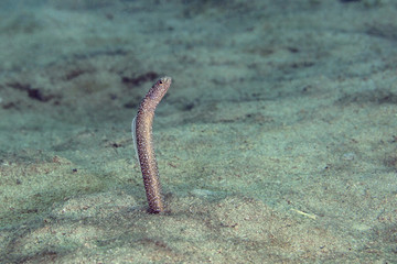 The enigma garden eel (Heteroconger enigmaticus).  Picture was taken in the Banda sea, Ambon, West Papua, Indonesia
