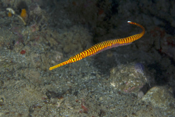 Orange-Banded Pipefish (Dunckerocampus pessuliferus), male carrying the eggs
