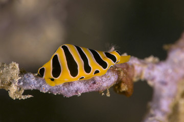 Tiger egg cowry (Cuspivolva tigris). Picture was taken in the Banda sea, Ambon, West Papua, Indonesia