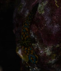 nudibranch