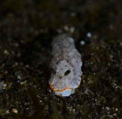 nudibranch