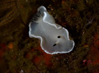 nudibranch